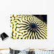 Extreme Close-Up Of The Eye Of A Map Pufferfish Wall Mural