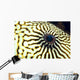 Extreme Close-Up Of The Eye Of A Map Pufferfish Wall Mural
