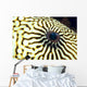 Extreme Close-Up Of The Eye Of A Map Pufferfish Wall Mural