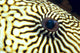 Extreme Close-Up Of The Eye Of A Map Pufferfish Wall Mural