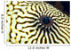 Extreme Close-Up Of The Eye Of A Map Pufferfish Wall Mural