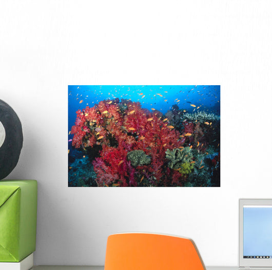 Colorful Reef Scene With Alcyonarian Coral, School Of Anthias Wall Mural