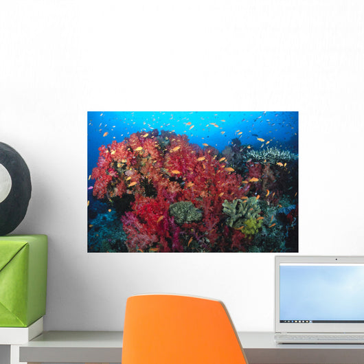 Colorful Reef Scene With Alcyonarian Coral, School Of Anthias Wall Mural