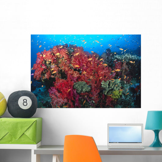 Colorful Reef Scene With Alcyonarian Coral, School Of Anthias Wall Mural