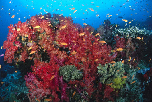 Colorful Reef Scene With Alcyonarian Coral, School Of Anthias Wall Mural
