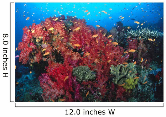 Colorful Reef Scene With Alcyonarian Coral, School Of Anthias Wall Mural