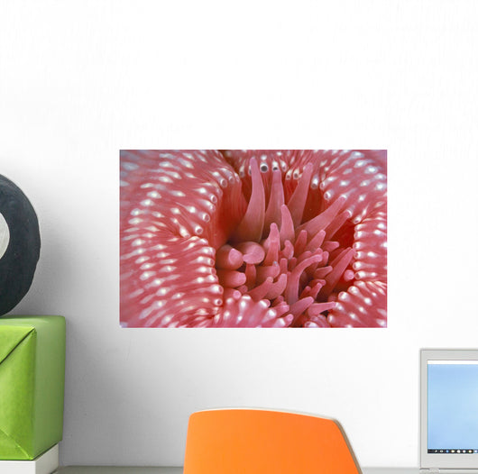 Canada, British Columbia, Crimson Anemone Extreme Close-Up Wall Mural
