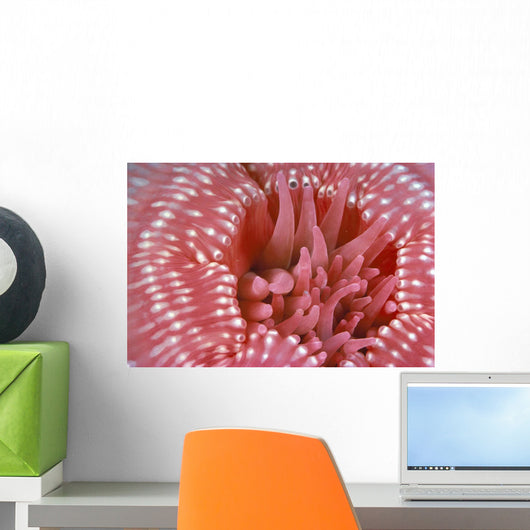 Canada, British Columbia, Crimson Anemone Extreme Close-Up Wall Mural