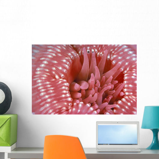 Canada, British Columbia, Crimson Anemone Extreme Close-Up Wall Mural