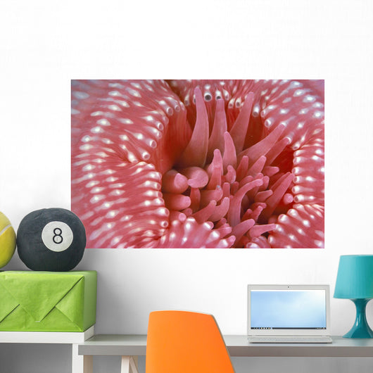 Canada, British Columbia, Crimson Anemone Extreme Close-Up Wall Mural