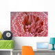 Canada, British Columbia, Crimson Anemone Extreme Close-Up Wall Mural