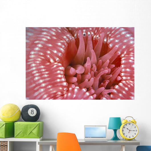 Canada, British Columbia, Crimson Anemone Extreme Close-Up Wall Mural