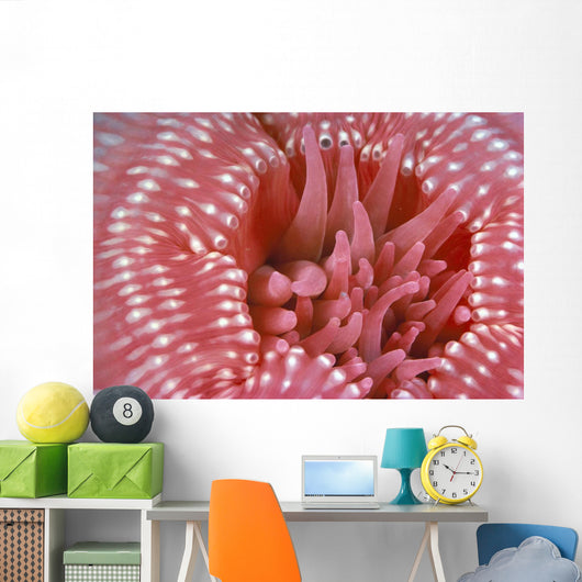 Canada, British Columbia, Crimson Anemone Extreme Close-Up Wall Mural