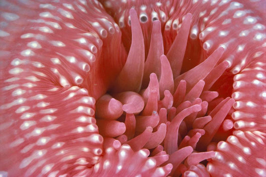 Canada, British Columbia, Crimson Anemone Extreme Close-Up Wall Mural