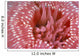 Canada, British Columbia, Crimson Anemone Extreme Close-Up Wall Mural
