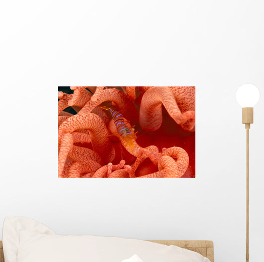 Canada, British Columbia, Clown Shrimp On A Crimson Anemone Wall Mural