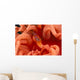 Canada, British Columbia, Clown Shrimp On A Crimson Anemone Wall Mural