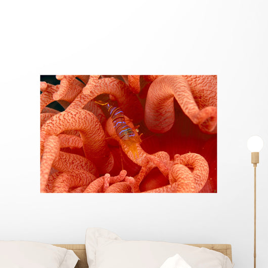 Canada, British Columbia, Clown Shrimp On A Crimson Anemone Wall Mural