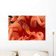 Canada, British Columbia, Clown Shrimp On A Crimson Anemone Wall Mural