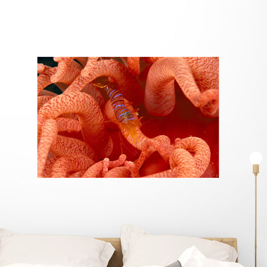 Canada, British Columbia, Clown Shrimp On A Crimson Anemone Wall Mural
