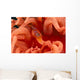 Canada, British Columbia, Clown Shrimp On A Crimson Anemone Wall Mural