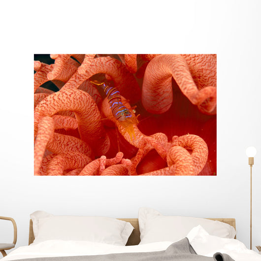 Canada, British Columbia, Clown Shrimp On A Crimson Anemone Wall Mural