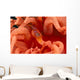 Canada, British Columbia, Clown Shrimp On A Crimson Anemone Wall Mural