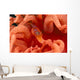Canada, British Columbia, Clown Shrimp On A Crimson Anemone Wall Mural