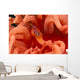 Canada, British Columbia, Clown Shrimp On A Crimson Anemone Wall Mural