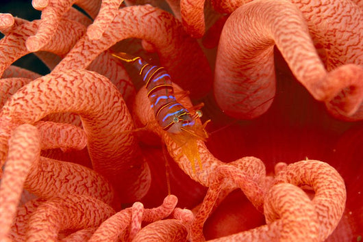 Canada, British Columbia, Clown Shrimp On A Crimson Anemone Wall Mural