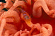 Canada, British Columbia, Clown Shrimp On A Crimson Anemone Wall Mural
