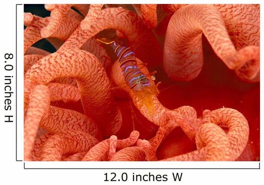 Canada, British Columbia, Clown Shrimp On A Crimson Anemone Wall Mural