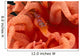 Canada, British Columbia, Clown Shrimp On A Crimson Anemone Wall Mural