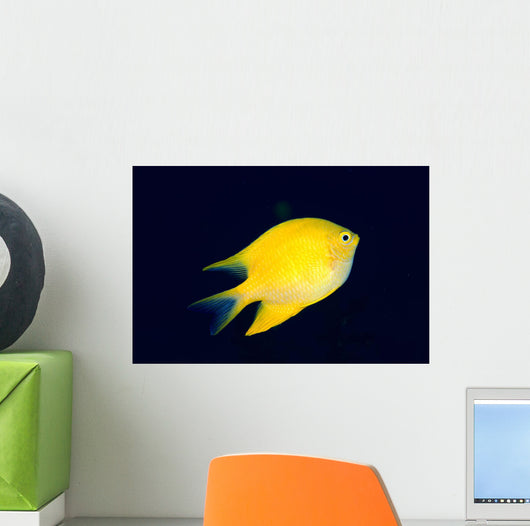 Fiji, Golden Damselfish Swimming Upward Wall Mural
