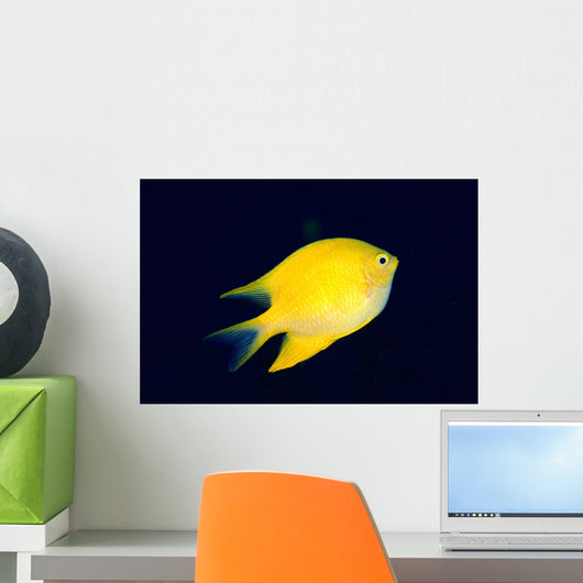 Fiji, Golden Damselfish Swimming Upward Wall Mural