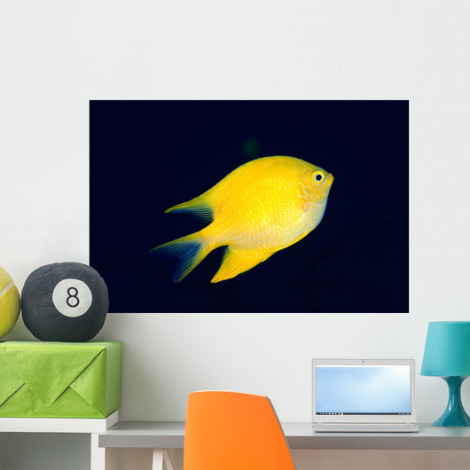 Fiji, Golden Damselfish Swimming Upward Wall Mural
