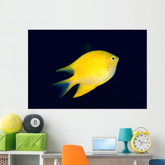 Fiji, Golden Damselfish Swimming Upward Wall Mural