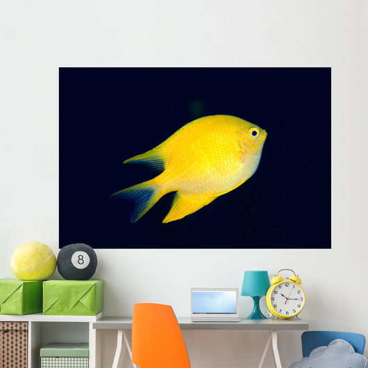 Fiji, Golden Damselfish Swimming Upward Wall Mural