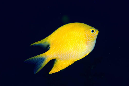 Fiji, Golden Damselfish Swimming Upward Wall Mural