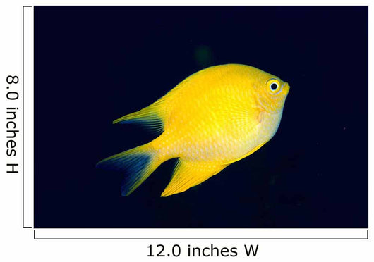 Fiji, Golden Damselfish Swimming Upward Wall Mural