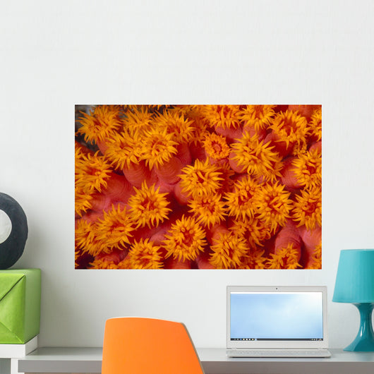 Indonesia, Close-Up Top View Of Orange Tube Coral Wall Mural