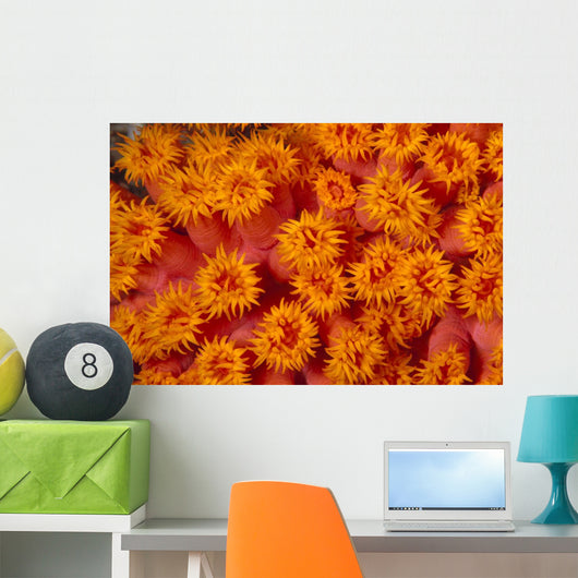 Indonesia, Close-Up Top View Of Orange Tube Coral Wall Mural