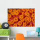 Indonesia, Close-Up Top View Of Orange Tube Coral Wall Mural