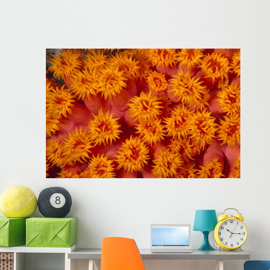 Indonesia, Close-Up Top View Of Orange Tube Coral Wall Mural