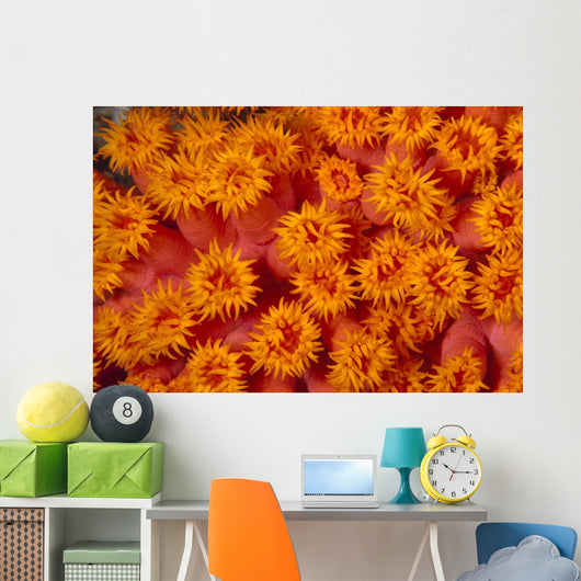 Indonesia, Close-Up Top View Of Orange Tube Coral Wall Mural