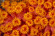Indonesia, Close-Up Top View Of Orange Tube Coral Wall Mural