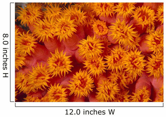 Indonesia, Close-Up Top View Of Orange Tube Coral Wall Mural