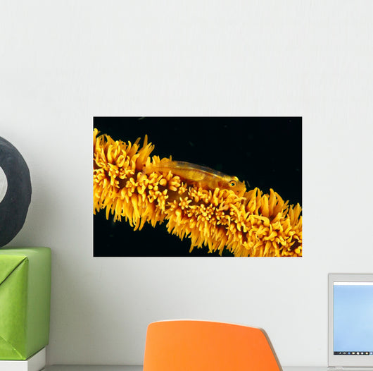 Indonesia, Goby On Wire Coral, Black Background, Wall Mural