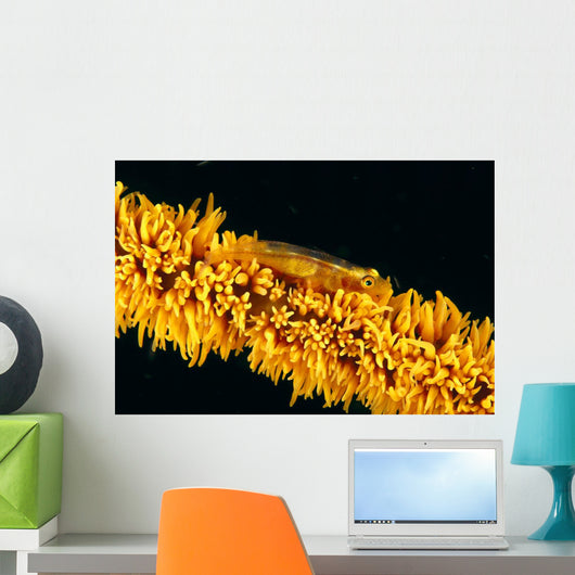 Indonesia, Goby On Wire Coral, Black Background, Wall Mural