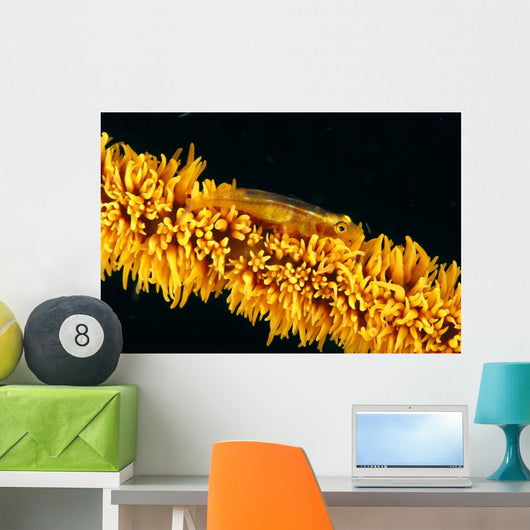 Indonesia, Goby On Wire Coral, Black Background, Wall Mural